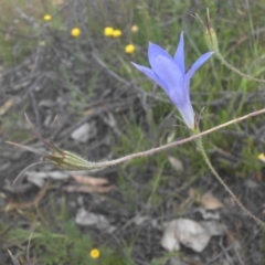 Wahlenbergia stricta subsp. stricta (Tall Bluebell) at Mount Ainslie - 26 Nov 2016 by SilkeSma