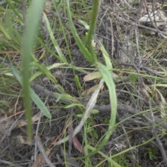 Wahlenbergia stricta subsp. stricta at Majura, ACT - 27 Nov 2016 10:55 AM