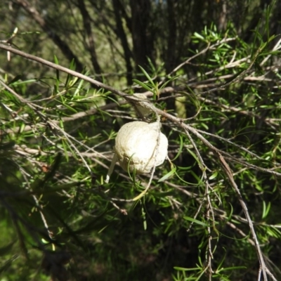 Mantidae - egg case (family) at Woodstock Nature Reserve - 5 Oct 2016 by ArcherCallaway