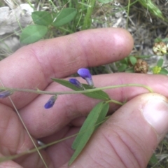 Glycine tabacina (Variable Glycine) at Mount Ainslie - 27 Nov 2016 by SilkeSma