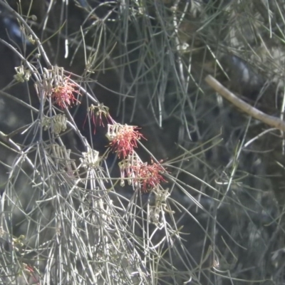 Amyema cambagei (Sheoak Mistletoe) at Coree, ACT - 5 Oct 2016 by ArcherCallaway