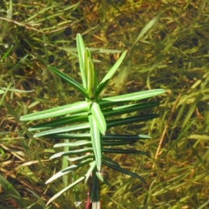 Euphorbia lathyris at Stromlo, ACT - 5 Oct 2016