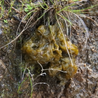 Nostoc sp. (genus) (A cyanobacterium) at Stromlo, ACT - 5 Oct 2016 by ArcherCallaway