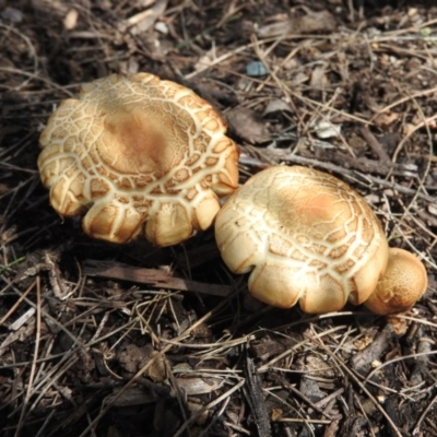 Agrocybe praecox group at Uriarra Recreation Reserve - 5 Oct 2016 by RyuCallaway