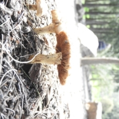 Agrocybe praecox group at Stromlo, ACT - 5 Oct 2016 01:01 PM