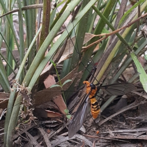 Leptotarsus (Leptotarsus) clavatus at Canberra Central, ACT - 27 Nov 2016