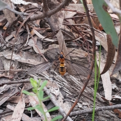 Leptotarsus (Leptotarsus) clavatus at Canberra Central, ACT - 27 Nov 2016