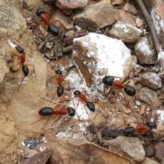 Camponotus nigriceps (Black-headed sugar ant) at Acton, ACT - 27 Nov 2016 by David