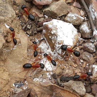 Camponotus nigriceps (Black-headed sugar ant) at Acton, ACT - 27 Nov 2016 by David