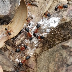 Camponotus nigriceps at Acton, ACT - 27 Nov 2016