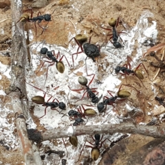 Camponotus suffusus (Golden-tailed sugar ant) at Acton, ACT - 27 Nov 2016 by David