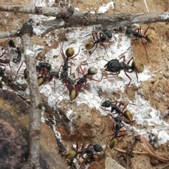 Camponotus suffusus at Acton, ACT - 27 Nov 2016