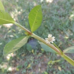 Alternanthera philoxeroides (Alligator Weed) at Monash, ACT - 27 Nov 2016 by michaelb