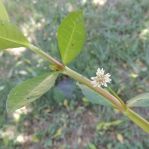 Alternanthera philoxeroides at Monash, ACT - 27 Nov 2016