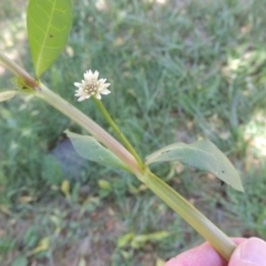 Alternanthera philoxeroides at Monash, ACT - 27 Nov 2016