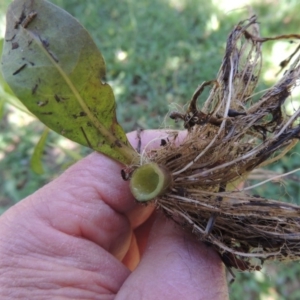 Alternanthera philoxeroides at Monash, ACT - 27 Nov 2016