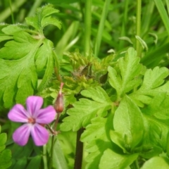 Geranium robertianum (Herb Robert) at Fadden Hills Pond - 5 Oct 2016 by RyuCallaway