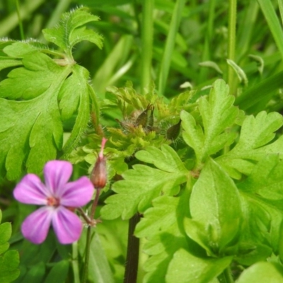 Geranium robertianum (Herb Robert) at Fadden Hills Pond - 6 Oct 2016 by ArcherCallaway