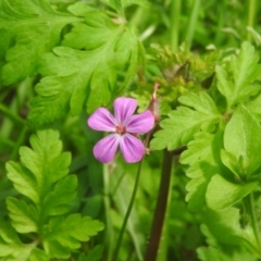 Geranium robertianum at Fadden, ACT - 6 Oct 2016