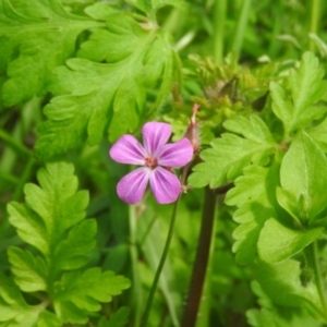 Geranium robertianum at Fadden, ACT - 6 Oct 2016