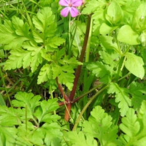 Geranium robertianum at Fadden, ACT - 6 Oct 2016