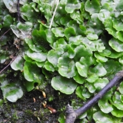 Lunularia cruciata (A thallose liverwort) at Fadden Hills Pond - 5 Oct 2016 by RyuCallaway