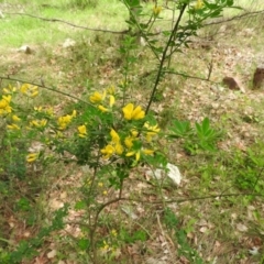 Genista monspessulana (Cape Broom, Montpellier Broom) at Fadden, ACT - 5 Oct 2016 by RyuCallaway