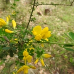 Genista monspessulana at Fadden, ACT - 6 Oct 2016 10:16 AM