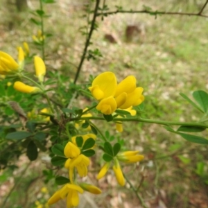 Genista monspessulana at Fadden, ACT - 6 Oct 2016 10:16 AM