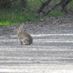 Oryctolagus cuniculus (European Rabbit) at Gilmore, ACT - 6 Oct 2016 by RyuCallaway