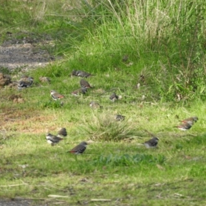 Stagonopleura guttata at Gilmore, ACT - 6 Oct 2016