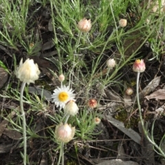Leucochrysum albicans subsp. tricolor (Hoary Sunray) at Tuggeranong DC, ACT - 7 Oct 2016 by ArcherCallaway