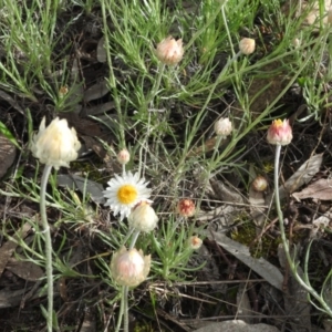 Leucochrysum albicans subsp. tricolor at Tuggeranong DC, ACT - 7 Oct 2016