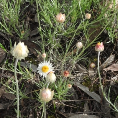 Leucochrysum albicans subsp. tricolor (Hoary Sunray) at Tuggeranong DC, ACT - 7 Oct 2016 by ArcherCallaway