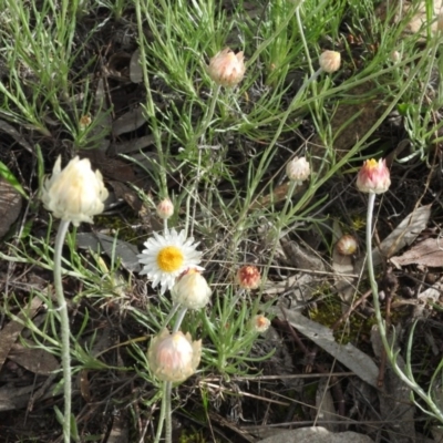 Leucochrysum albicans subsp. tricolor (Hoary Sunray) at Tuggeranong DC, ACT - 6 Oct 2016 by RyuCallaway