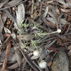 Leucochrysum albicans subsp. tricolor at Tuggeranong DC, ACT - 7 Oct 2016