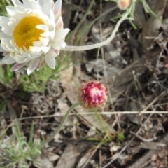 Leucochrysum albicans subsp. tricolor at Tuggeranong DC, ACT - 7 Oct 2016