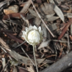 Leucochrysum albicans subsp. tricolor at Tuggeranong DC, ACT - 7 Oct 2016 08:59 AM