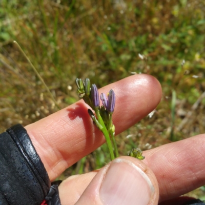 Caesia calliantha (Blue Grass-lily) at Kama - 24 Nov 2016 by RichardMilner