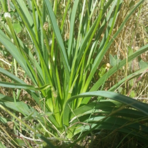 Caesia calliantha at Molonglo River Reserve - 25 Nov 2016 10:43 AM