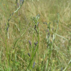 Caesia calliantha at Molonglo River Reserve - 25 Nov 2016 10:43 AM