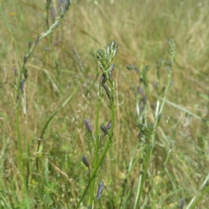 Caesia calliantha at Molonglo River Reserve - 25 Nov 2016