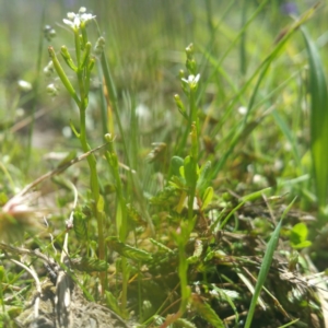 Stylidium despectum at Whitlam, ACT - 25 Nov 2016