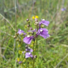 Utricularia dichotoma (Fairy Aprons, Purple Bladderwort) at Kama - 25 Nov 2016 by RichardMilner