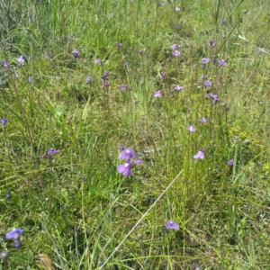 Utricularia dichotoma at Molonglo River Reserve - 25 Nov 2016 11:19 AM