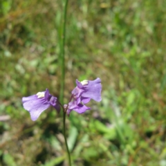 Utricularia dichotoma (Fairy Aprons, Purple Bladderwort) at Belconnen, ACT - 25 Nov 2016 by RichardMilner