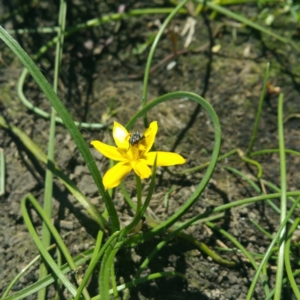 Hypoxis hygrometrica at Molonglo River Reserve - 25 Nov 2016