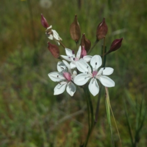 Burchardia umbellata at Whitlam, ACT - 25 Nov 2016 11:35 AM