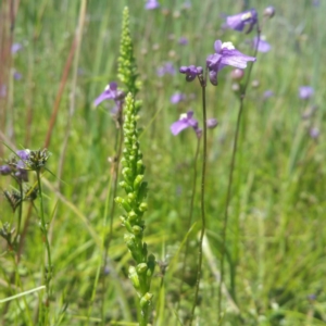 Microtis sp. at Molonglo River Reserve - suppressed