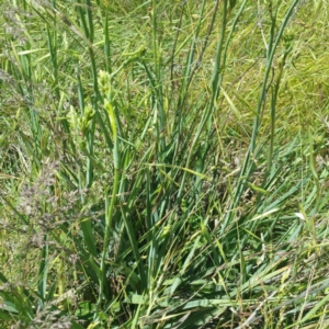 Dianella sp. aff. longifolia (Benambra) at Molonglo River Reserve - 25 Nov 2016 12:33 PM